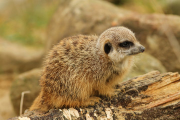 Baby meerkat