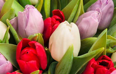 Fototapeta premium tulips