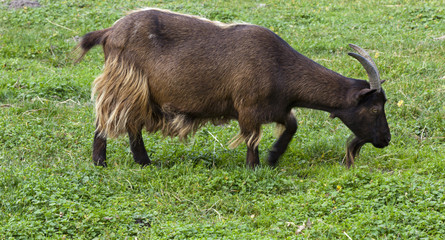 Die Ziege