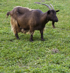 Eine Ziege auf der Wiese