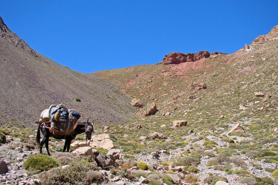 Mule dans le Haut Atlas (Maroc)