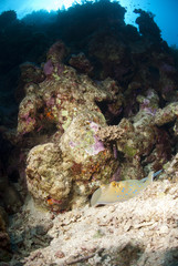 Naklejka na ściany i meble Bluespotted stingray resting on a tropical coral reef.