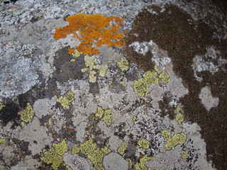 Lichen texture background