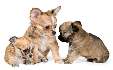 Three puppies of the chihuahua