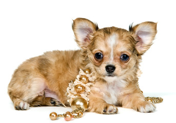 Puppy of the chihuahua with a necklace