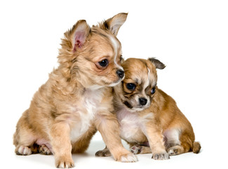Two puppies of the chihuahua in studio