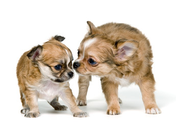 Two puppies of the chihuahua in studio