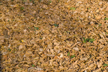 autumn leaves