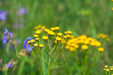 Tansy (Tanacetm vulgare)