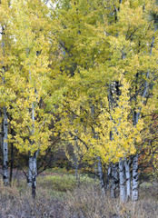 Yellow leaves in fall on white aspen trees.