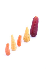 A diagonal line of organic carrots