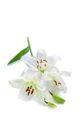 White lily branch, isolated on white
