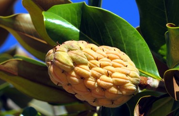 Fruit de capsule de magnolia