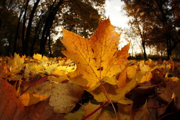 Herbst