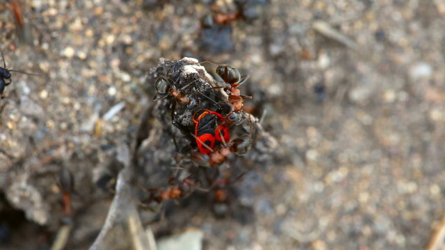 Ants attacking beetle pyrrhocoris apterus, close-up
