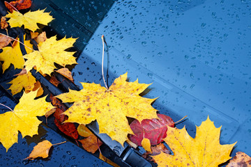 fallen leaves on the car 08