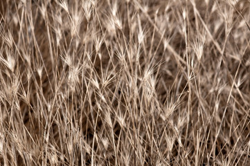 dry grass, abstract background