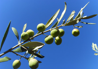 olives olivier de provence