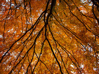 Baumkrone Herbst