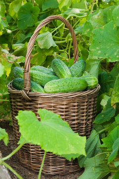 Cucumbers in a basket