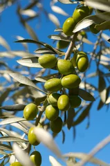 Fototapete Olivenbaum Olive tree branch