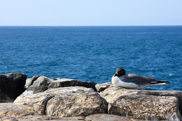 Swallow-Tailed Gull in the Galapagos