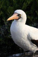 Nazca Booby In The Galapagos Islands
