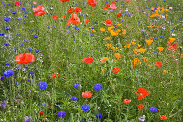 Fototapeta premium Blumen, Hintergrund