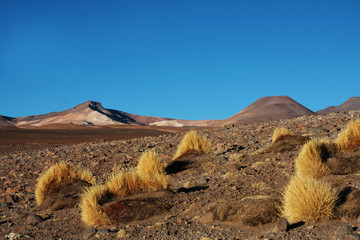 erba nel deserto boliviano