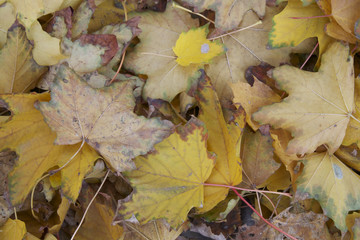 Feuilles mortes (25)