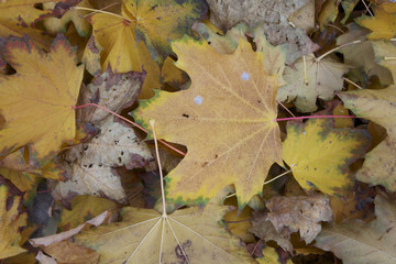 Feuilles mortes (26)