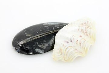 Black Fossil Marble And Tridacna Gigas Clam Shell