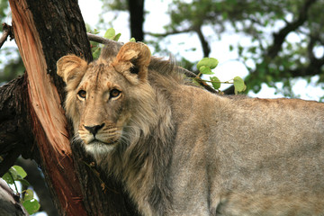Lion à l'affût