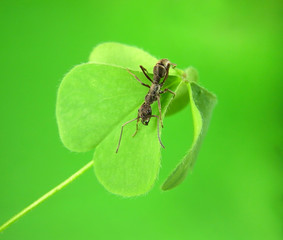 ant
