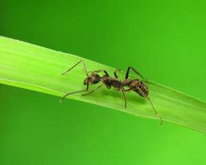 ant