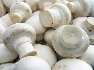 champignons macro