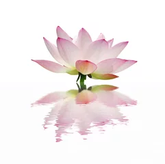 Photo sur Plexiglas fleur de lotus fleur de lotus dans l& 39 étang