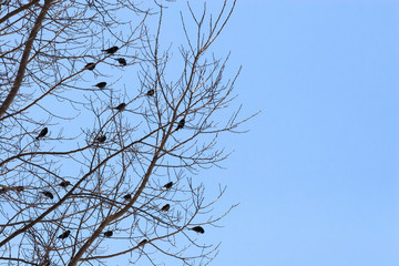 Birds in a Bare Tree