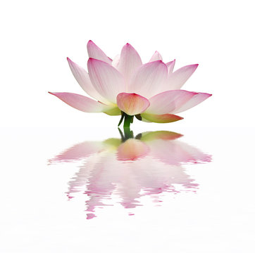 Fototapeta lotus bloom in the pond