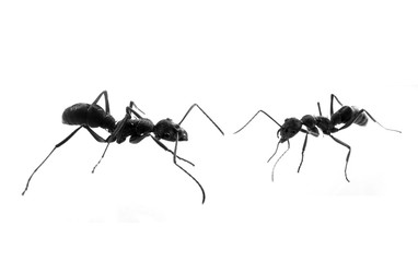 two black garden ants