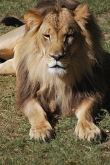 Fototapeta premium Lion