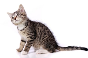 Obraz premium neugierige kleine Katze sitzend