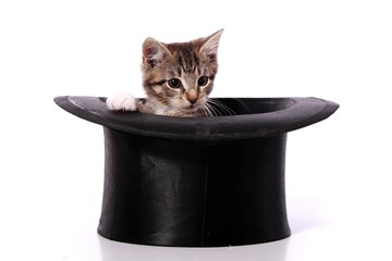 kleine Katze schaut aus dem schwarzen Hut