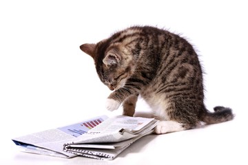 kleine Katze leckt ihre Pfote