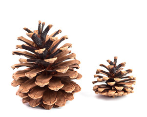 pine cones