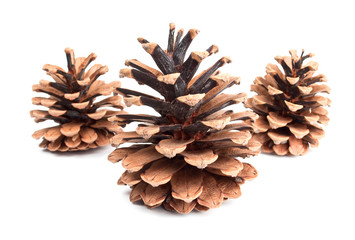 pine cones