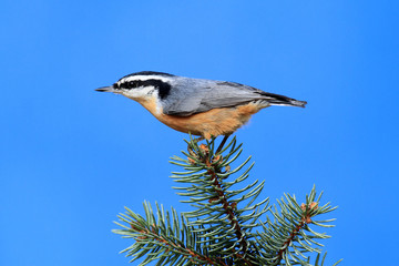 Red-breasted Nuthatch On A Branch