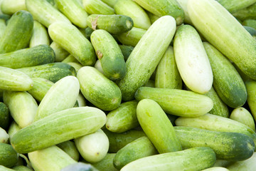 Cucumber