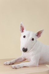 Obraz premium ブルテリア