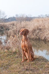 Hungarian Vizsla Dog Sitting Beside a Creek